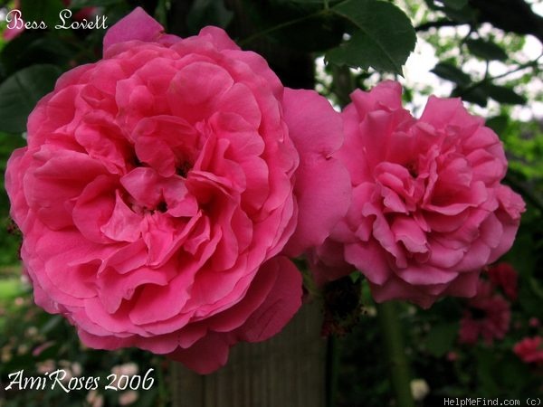 'Bess Lovett' rose photo