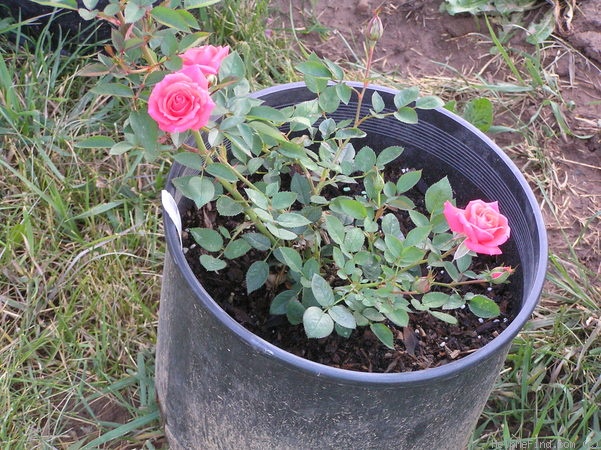 'Autumn Dawn' rose photo