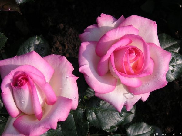 'Princess of Monaco' rose photo