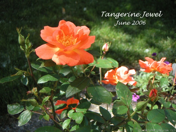 'Tangerine Jewel ™' rose photo