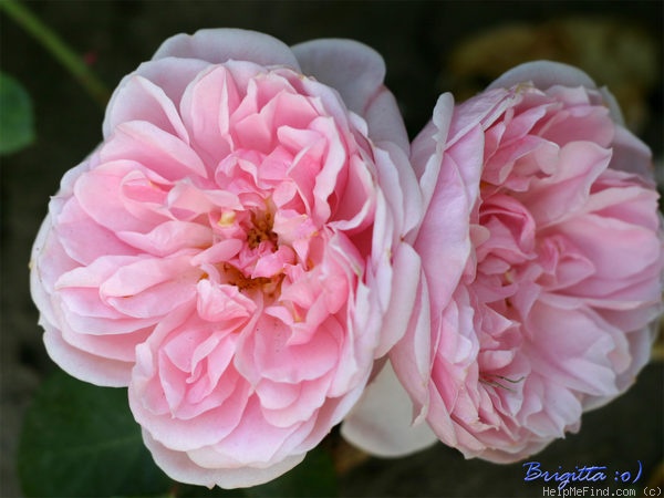 'Cinderella ™ (climber, Kordes 2003)' rose, click to enlarge 'Cinderella ™ (climber, Kordes 2003)' rose photo