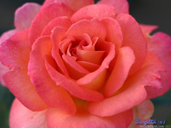 'Fairest Cape ® Panarosa (hybrid tea, Kordes, 1994/2003)' rose, click to enlarge 'Fairest Cape ® Panarosa (hybrid tea, Kordes, 1994/2003)' rose photo
