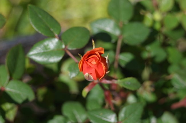 'Baby Rose's Rose Garden'  photo