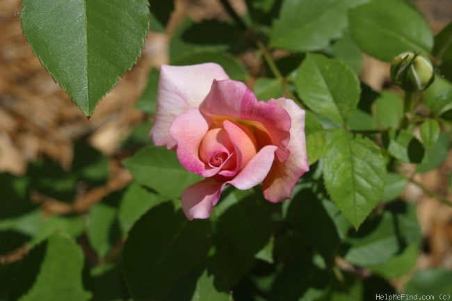 'Gruss an Aachen (Hybrid Tea, Hinner 1909)' rose photo