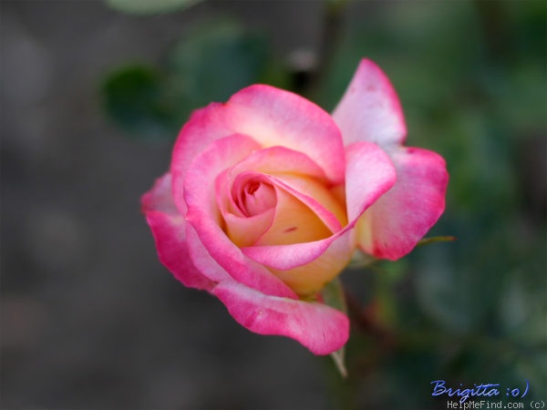 'LAMinuette' rose photo