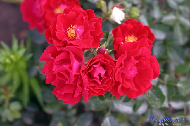 'Mainaufeuer ®' rose photo