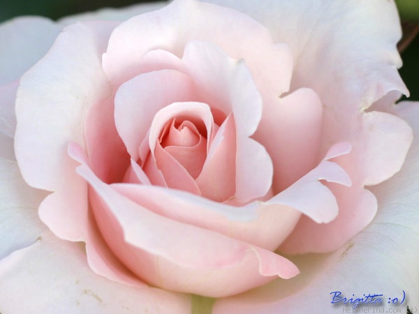 'Märchenkönigin' rose photo