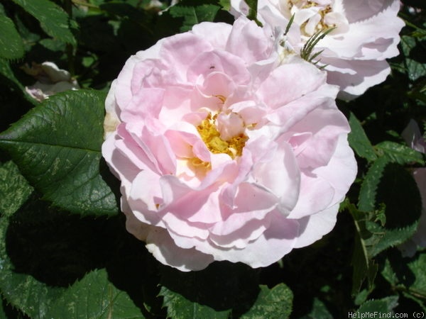 'Maiden's Blush (alba)' rose photo