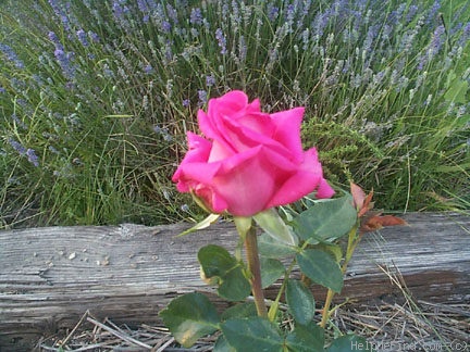 'Judith Ann' rose photo