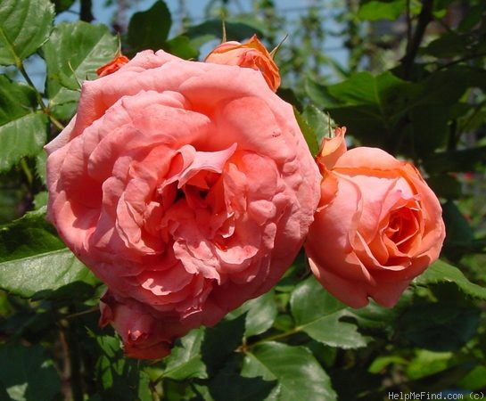 'Amelia Renaissance' rose photo