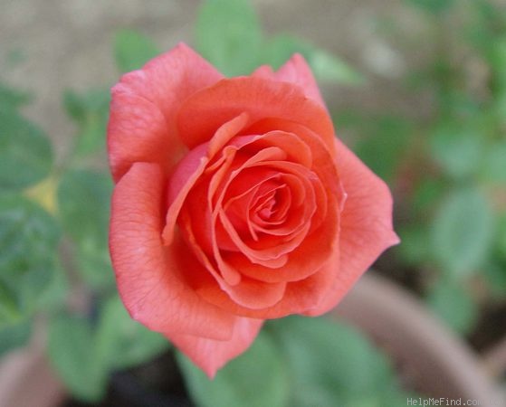 'Rosalynn Carter' rose photo