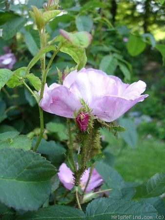 'Muscosa Simplex' rose photo