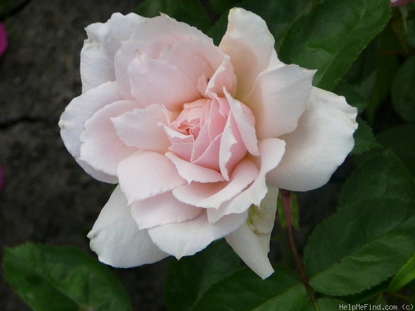 'Prairie Star' rose photo