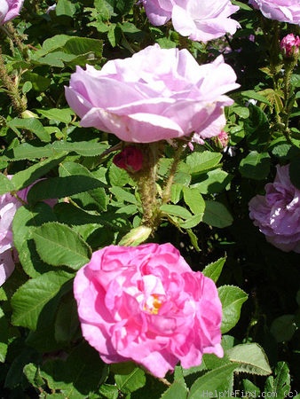 'Duchesse de Verneuil' rose photo