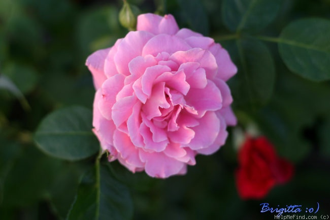 'Árpád-házi Szent Erzsébet emléke' rose photo