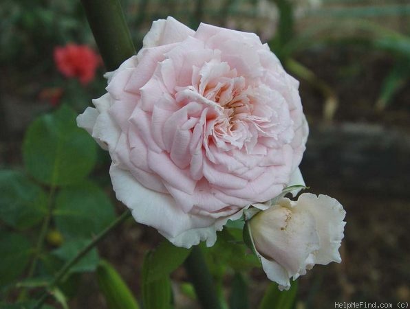 'September Morn' rose photo