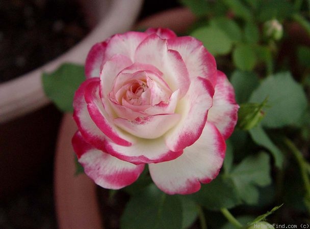 'Cherry Parfait ™' rose photo