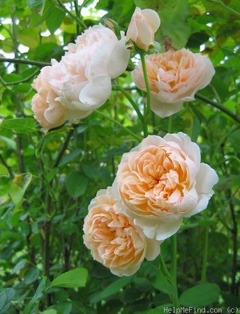 'Charity (shrub, Austin, 1997)' rose photo