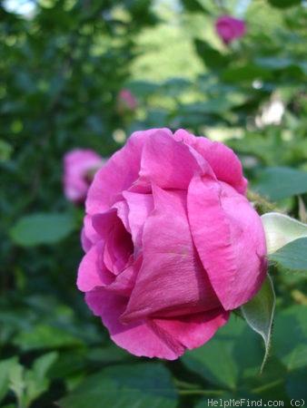'Parkjewel' rose photo