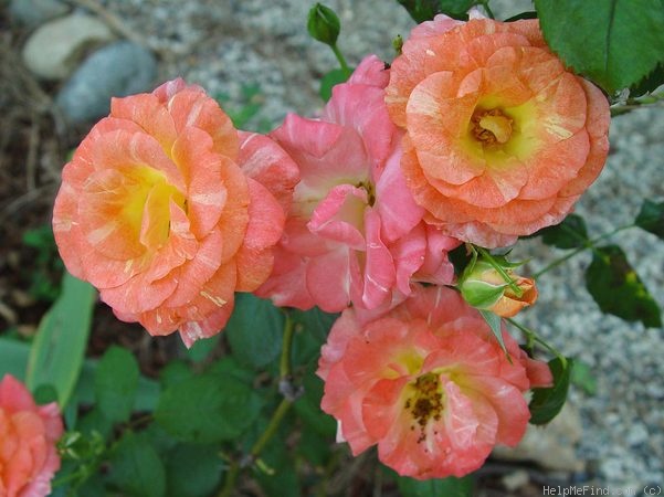 'Chihuly ®' rose photo