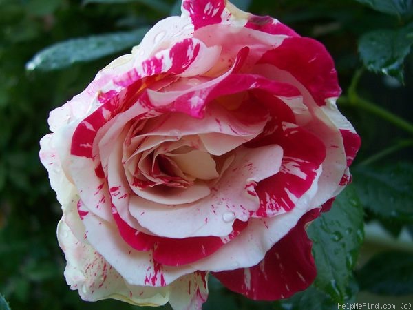 'Scentimental ™ (floribunda, Carruth 1996)' rose photo