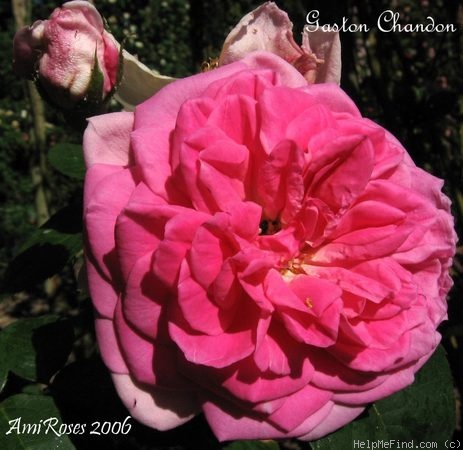 'Gaston Chandon' rose photo
