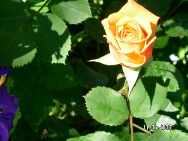 'Charles Austin ' rose photo