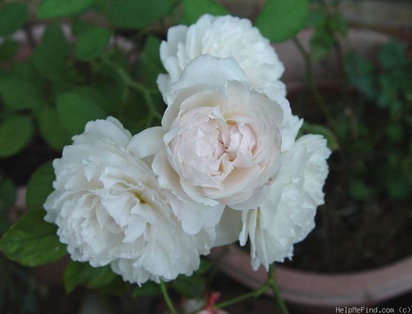 'Winchester Cathedral ®' rose photo