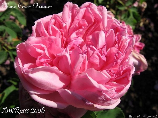 'Madame César Brunier' rose photo