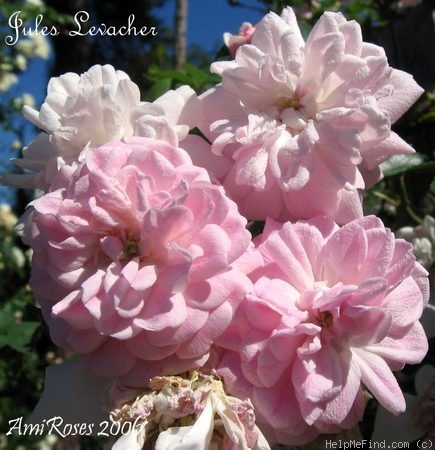 'Jules Levacher' rose photo