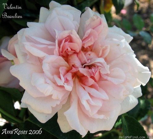 'Valentin Beaulieu' rose photo