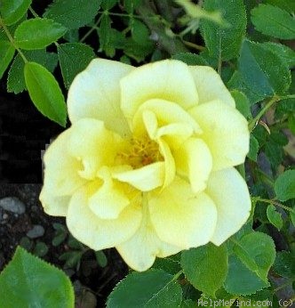 'Yellow Ribbons ®' rose photo