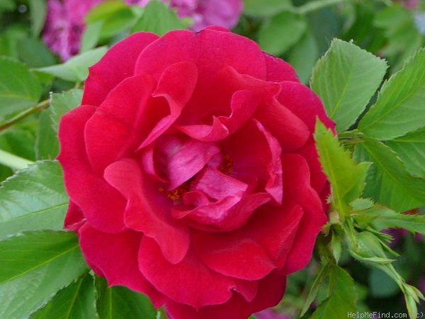 'Adelaide Hoodless' rose photo