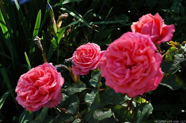 'Grand Duc Henri (Floribunda, Lens, 2001)' rose photo