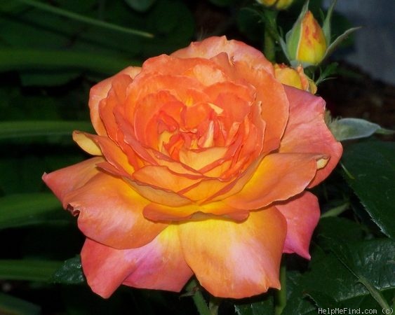 'Veldfire' rose photo