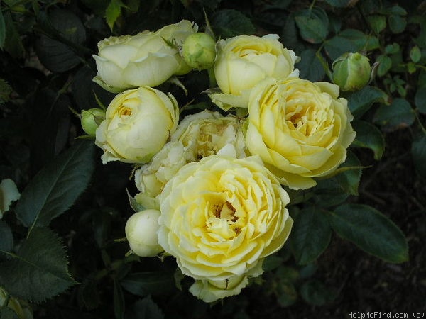 'Eurostar ™ (floribunda, Olesen/Poulsen, 1988/96)' rose photo
