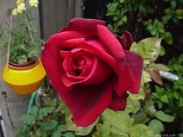 'Red Masterpiece (Hybrid Tea, Warriner, 1974)' rose photo