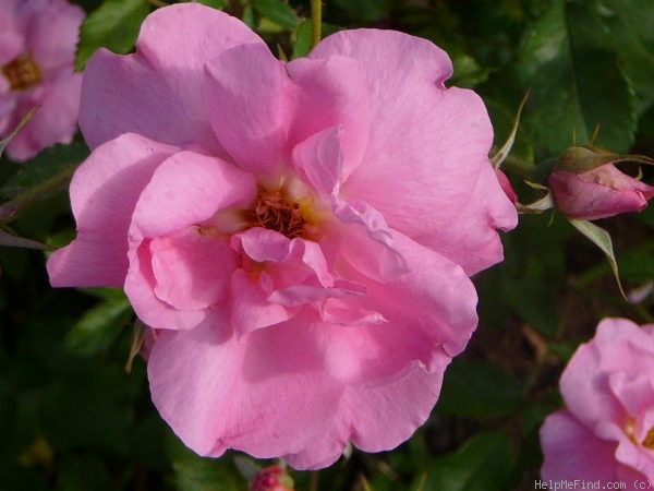 'Simon Fraser' rose photo