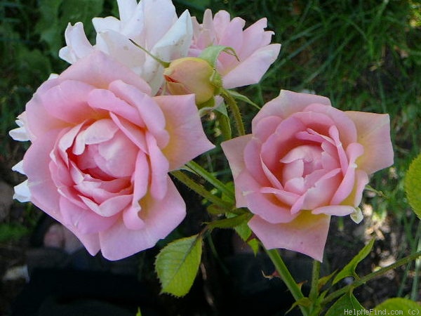 'Marie-Victorin' rose photo