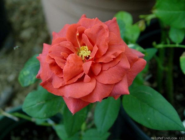 'Black Tea' rose photo