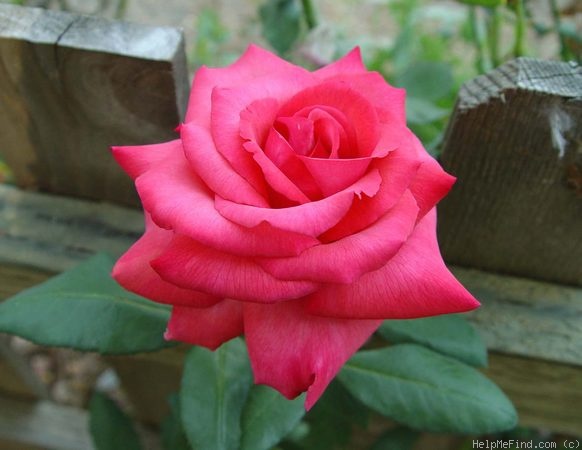 'Spring Break' rose photo