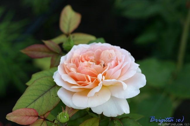 'Evelyn ™ (shrub, Austin 1991)' rose photo