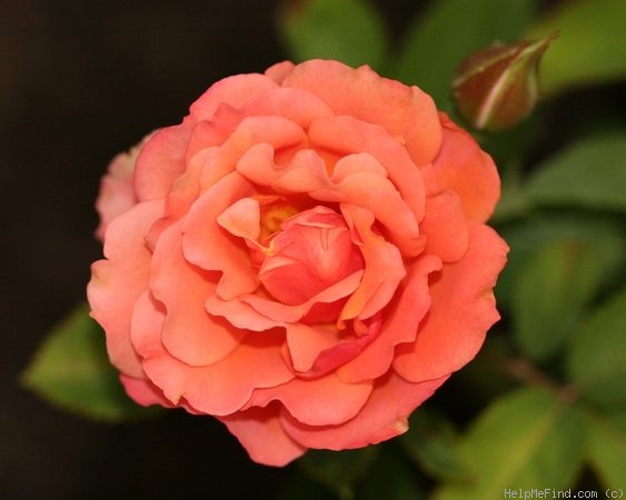 'Tuscan Sun ™' rose, click to enlarge 'Tuscan Sun ™' rose photo