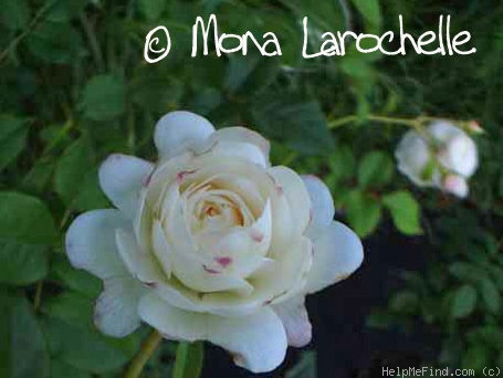 'Rose-Marie (shrub, Austin 2003)' rose photo