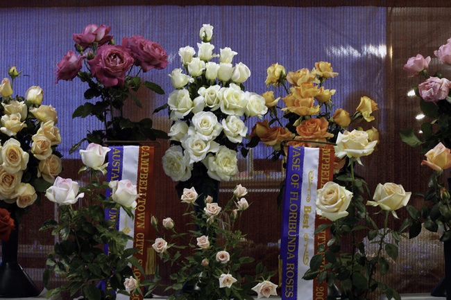 'Macarthur Regional Rose Society'  photo