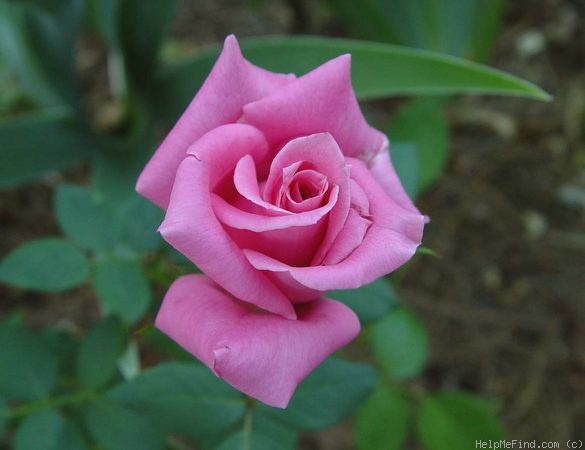 'Affirm' rose photo