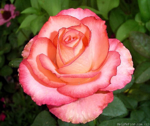 'Sandra (florists rose, Kordes, 2002)' rose photo