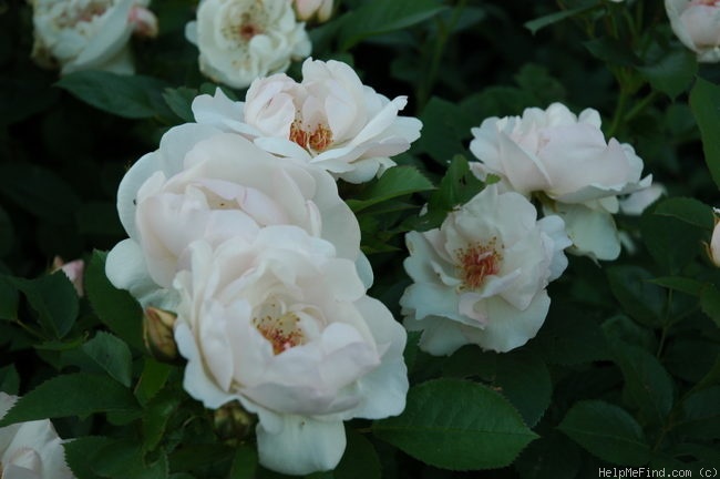 'Jacqueline du Pré (shrub, Harkness before 1986)' rose photo