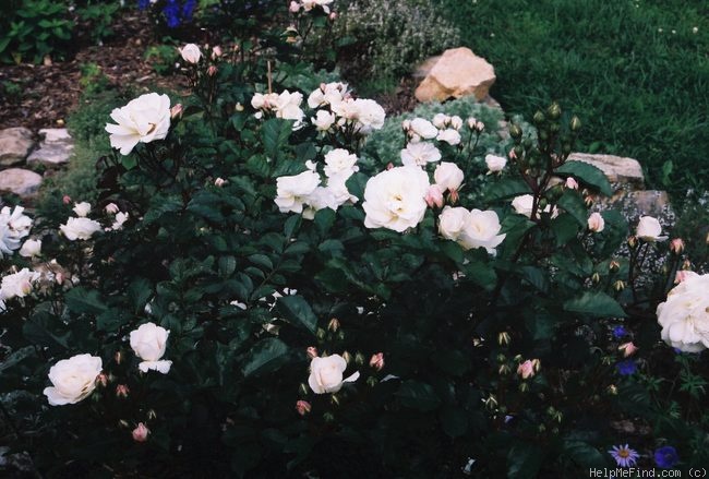 'Delhi White Pearl' rose photo