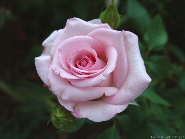 'Orlando ™' rose photo